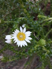 Polyarrhena reflexa reflexa