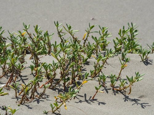 sea purslane