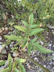 Angelica scabrida