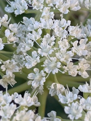 Angelica scabrida