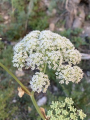 Angelica scabrida