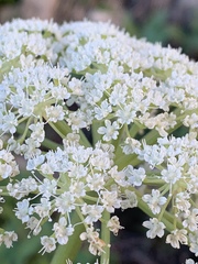 Angelica scabrida