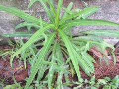 Lactuca indica