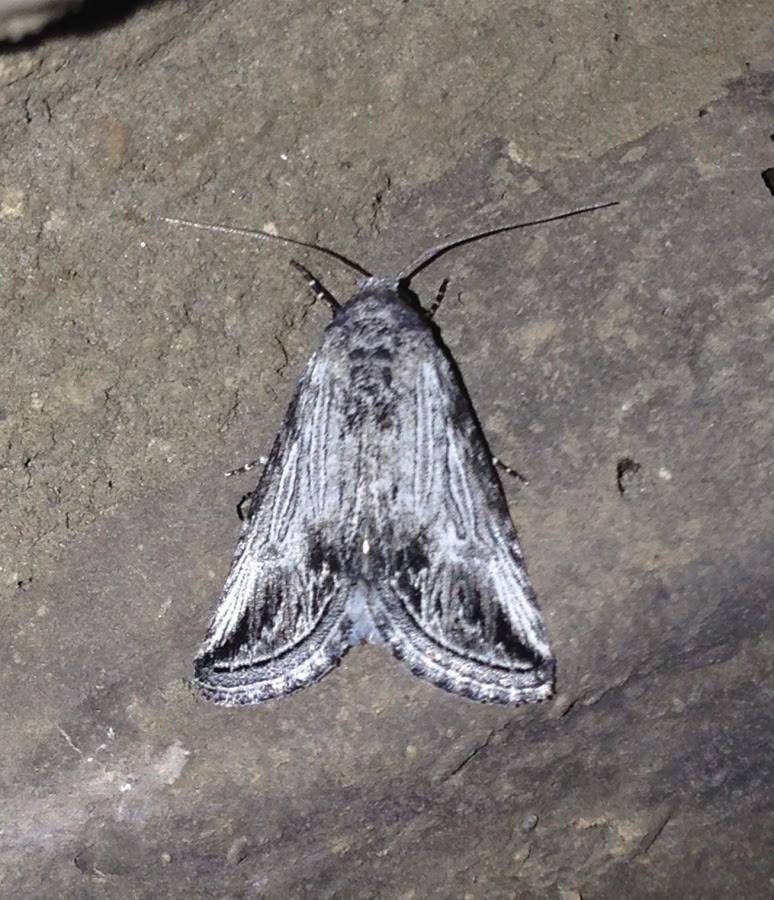 Sympistis gracillinea