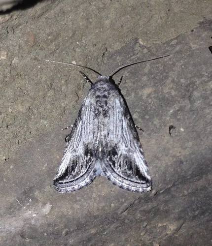 Sympistis gracillinea
