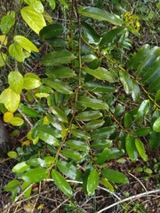 Diospyros australis