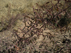 Ximenia americana