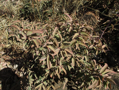 Ximenia americana