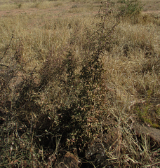Ximenia americana