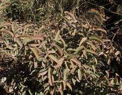 Ximenia americana