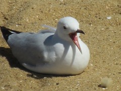 Chroicocephalus novaehollandiae novaehollandiae