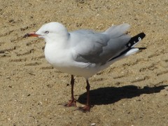 Chroicocephalus novaehollandiae novaehollandiae
