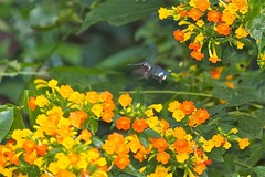 Chaetocercus astreans