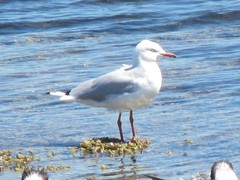 Chroicocephalus novaehollandiae novaehollandiae