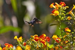 Chaetocercus astreans