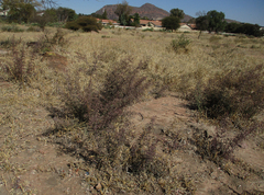 Ximenia americana