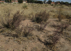 Ximenia americana
