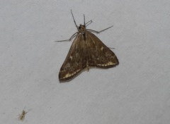 Loxostege sticticalis