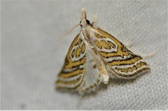 Leptosteges parthenialis