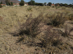 Ximenia americana