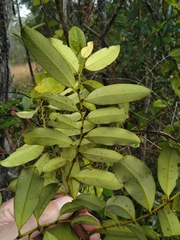 Diospyros australis