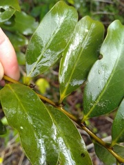 Diospyros australis