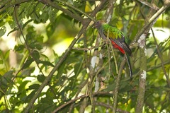 Pharomachrus fulgidus