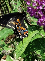 Papilio polyxenes