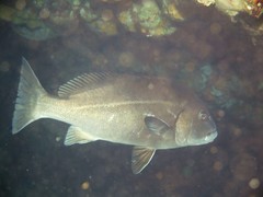 Plectorhinchus caeruleonothus