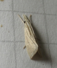 Diatraea