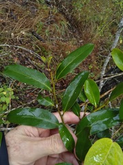 Diospyros australis