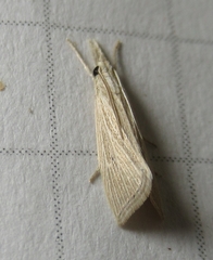 Diatraea