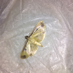 Eulepte alialis