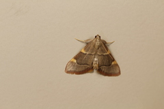 Hypsopygia binodulalis