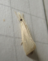 Diatraea