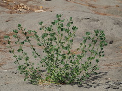 Chenopodium acuminatum virgatum