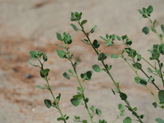 Chenopodium acuminatum virgatum