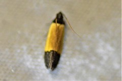 Anacampsis coverdalella