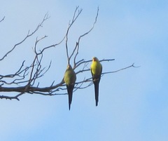 Polytelis anthopeplus