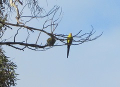 Polytelis anthopeplus