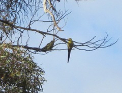 Polytelis anthopeplus