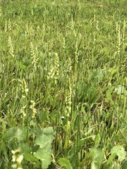 Spiranthes × stellata