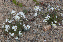 Dontostemon pinnatifidus