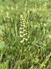 Spiranthes × stellata