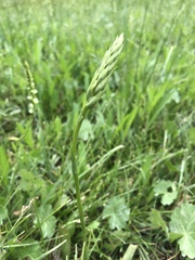 Spiranthes × stellata