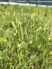 Spiranthes × stellata