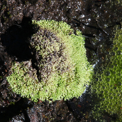 Riccia multifida