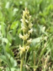 Spiranthes × stellata