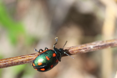 Leptinotarsa behrensi