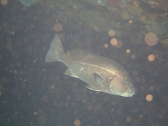 Plectorhinchus caeruleonothus